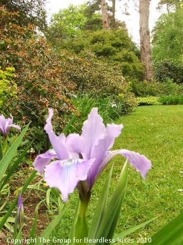 Knightshayes (52)